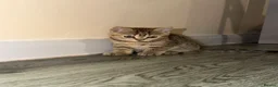 British Shorthair cats for sale: BS Kittens Available Fully TestedReady to Meet You - Advert 15