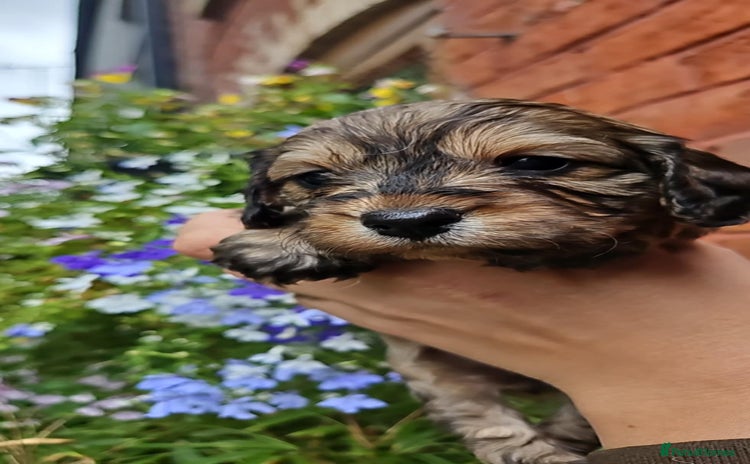 Cockapoo dogs - Advert 1