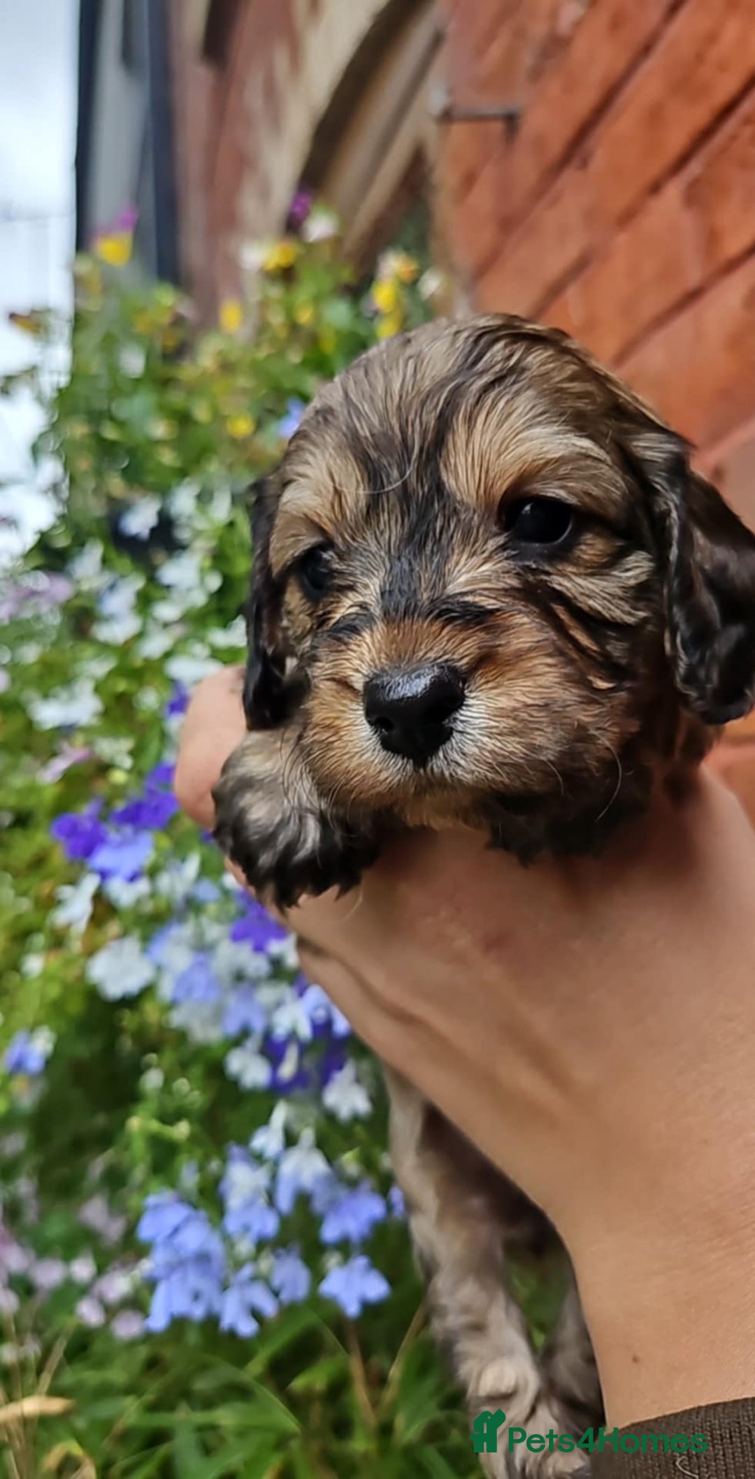 Cockapoo dogs for sale: Stunning Family Pets - Litter References Available - Image 1