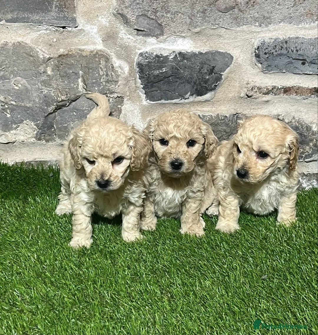 Poochon dogs for sale: Poochons Ready  **  Eve - Advert 5