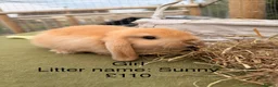 Mini Lop rabbits for sale: Mini lop babies! Lots of colours!  - Advert 18