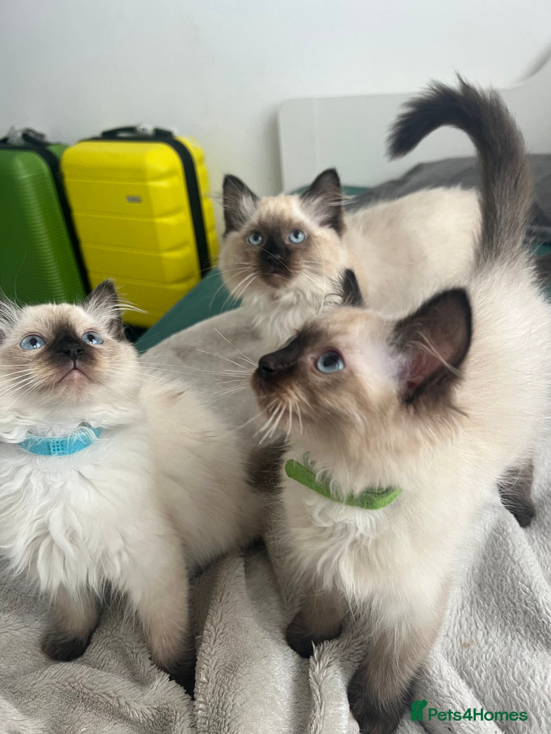 Ragdoll cats for sale: 1 LOVING RAGDOLL BOY is WAITING FOR LOVING HOME - Image 7