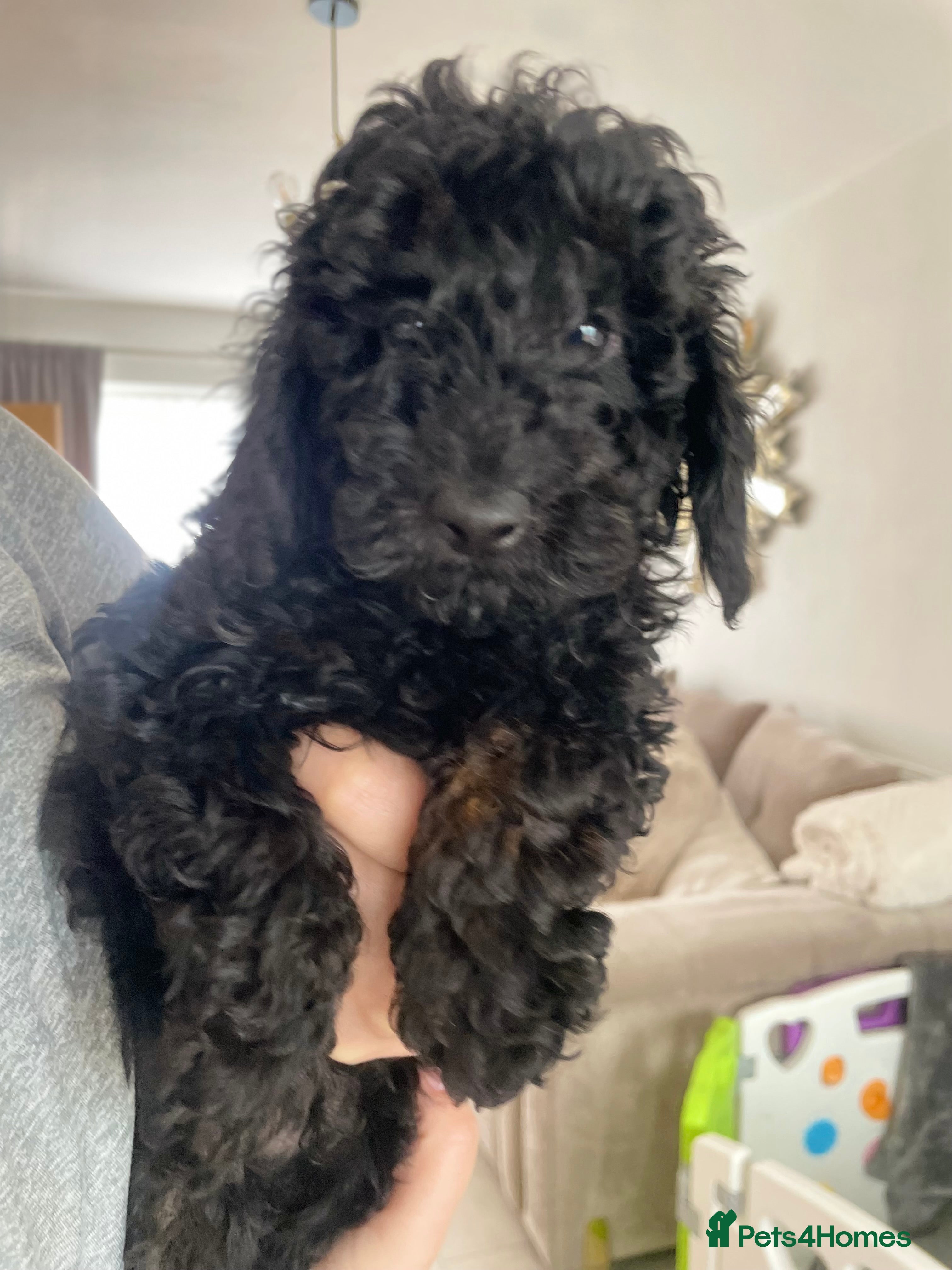 Miniature Poodle dogs Miniature Poodle DNA tested parents  - Advert 2