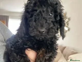 Miniature Poodle dogs Miniature Poodle DNA tested parents - Advert 2