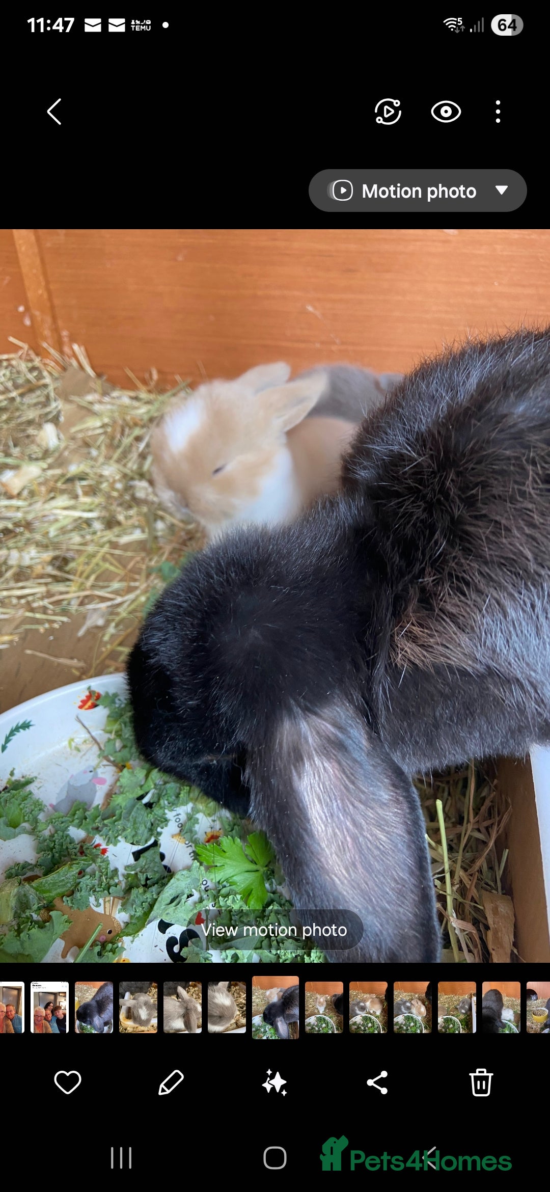 Mini Lop rabbits for sale: Minilop - Advert 4