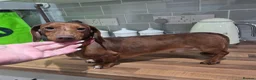 Miniature Dachshund dogs for stud: Tiny Ted dapple minature Dachshund stud  - Advert 4