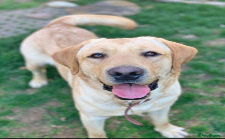 Labrador Retriever dogs - Advert 5