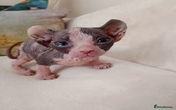 Sphynx cats for sale: Beautiful Sphinx , with blue eyes. Ready now.  - Advert 18