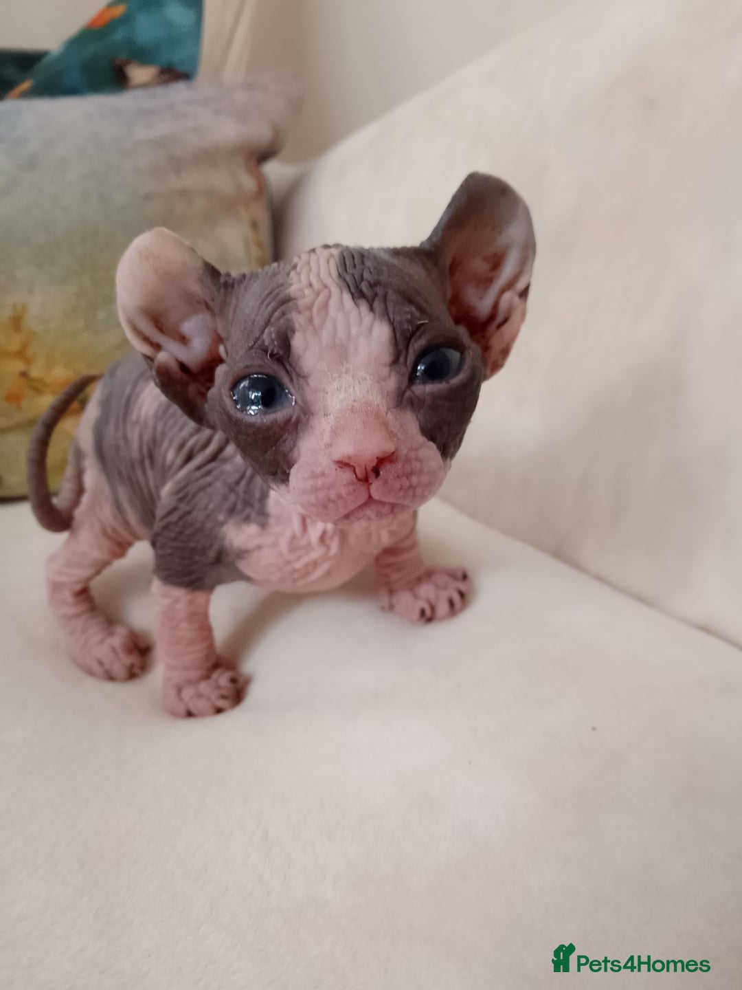 Sphynx cats for sale: Beautiful Sphinx , with blue eyes. Ready now.  - Advert 18