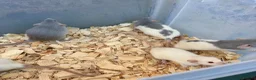 Rat rodents for sale: Dumbo rats for sale  - Advert 3