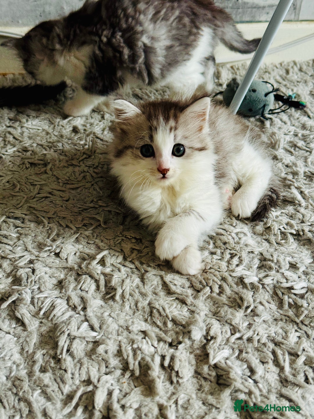 Norwegian Forest Cat cats for sale: Gorgeous Kittens Ready for Their Forever Homes 🐾 - Advert 5