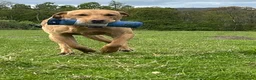 Labrador Retriever dogs for stud: Stunning Yellow Labrador at Stud - Advert 3