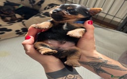 Yorkshire Terrier dogs for sale: ❤️Last girl available Miniature yorkshire terrier - Image 27