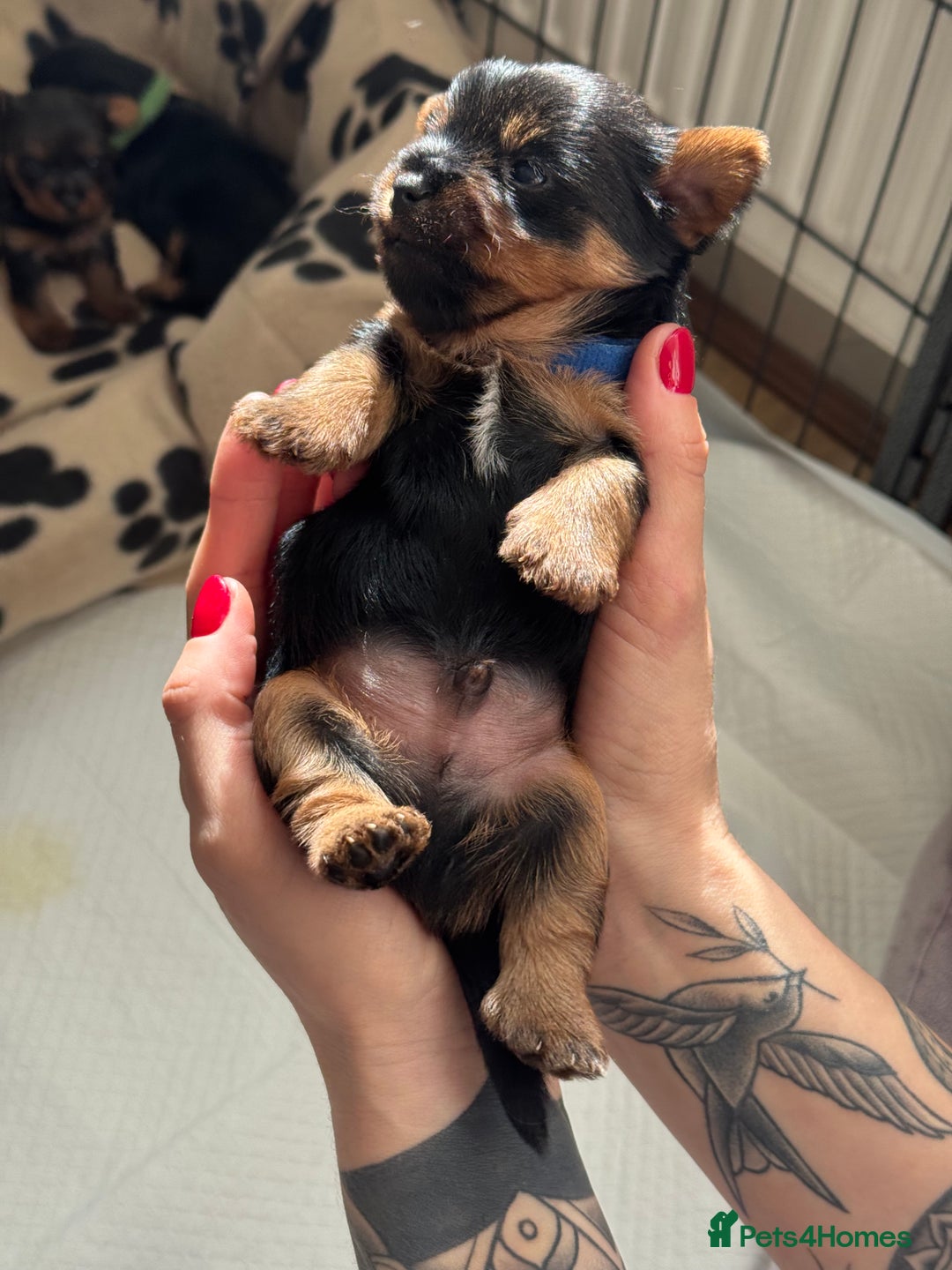 Yorkshire Terrier dogs for sale: ❤️Last girl available Miniature yorkshire terrier - Image 27
