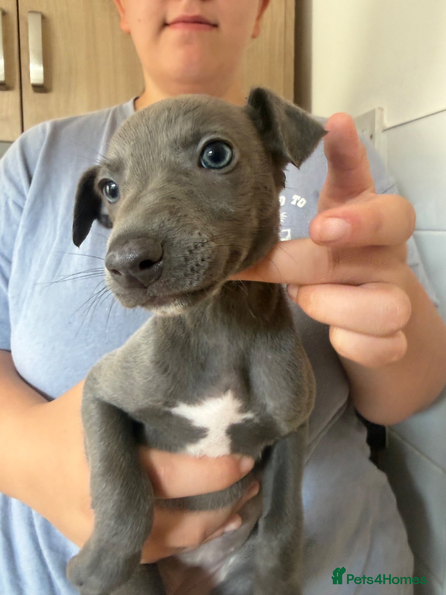 Whippet dogs Whippet puppies  1 girl available 💗 - Advert 8