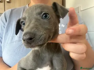 Whippet dogs Whippet puppies 1 girl available 💗 - Advert 8