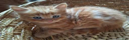 Mixed Breed cats for sale: Beautiful Litter: 4 Maine Coon X Ginger Toms - Advert 19