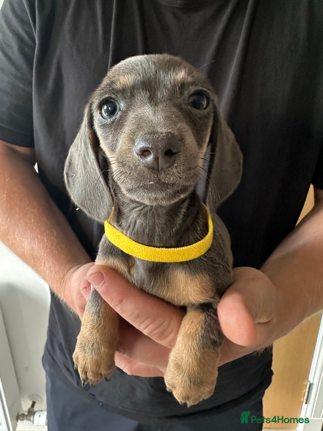 Miniature Dachshund dogs for sale: Miniature dachshund puppies  - Image 4