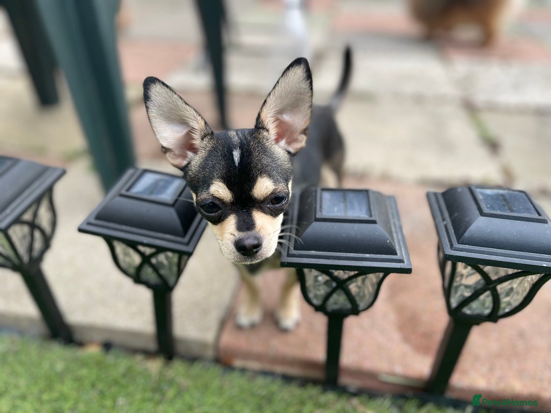 Chihuahua dogs for sale: Chihuahua puppies for sale in London - Image 7
