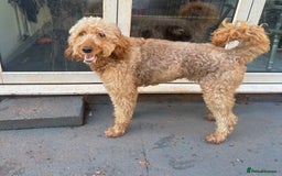 Goldendoodle dogs for sale: Golden doodle Looking for the best home DEVON ONLY - Image 3