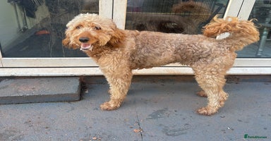 Goldendoodle dogs - Advert 15