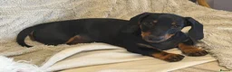 Dachshund dogs for sale: Miniature Smooth Dachshund  - Advert 3
