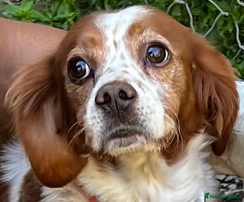 Brittany Spaniel dogs Unique - Advert 11