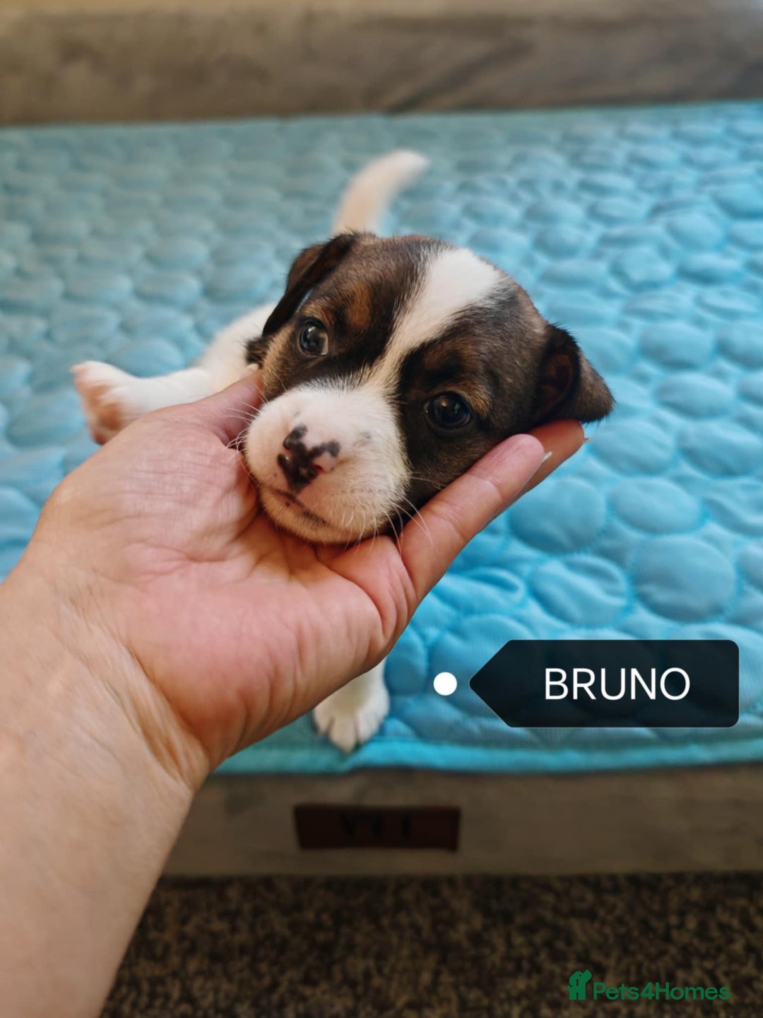 Jack Russell dogs for sale: Jack Russell puppies,Parents reg.Kennel club, - Image 19