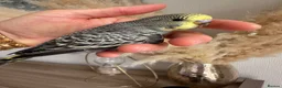 Budgerigars birds for sale: Hand Tame male baby budgies   - Advert 8