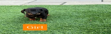 Miniature Dachshund 4