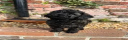 Miniature Poodle dogs for sale: 🖤 🐾 Gorgeous girl available 🐾 🖤 - Advert 14