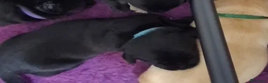 Black Labrador boy
