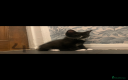 Mixed Breed cats for sale: 5 beautiful kittens ready for their forever home  - Image 9