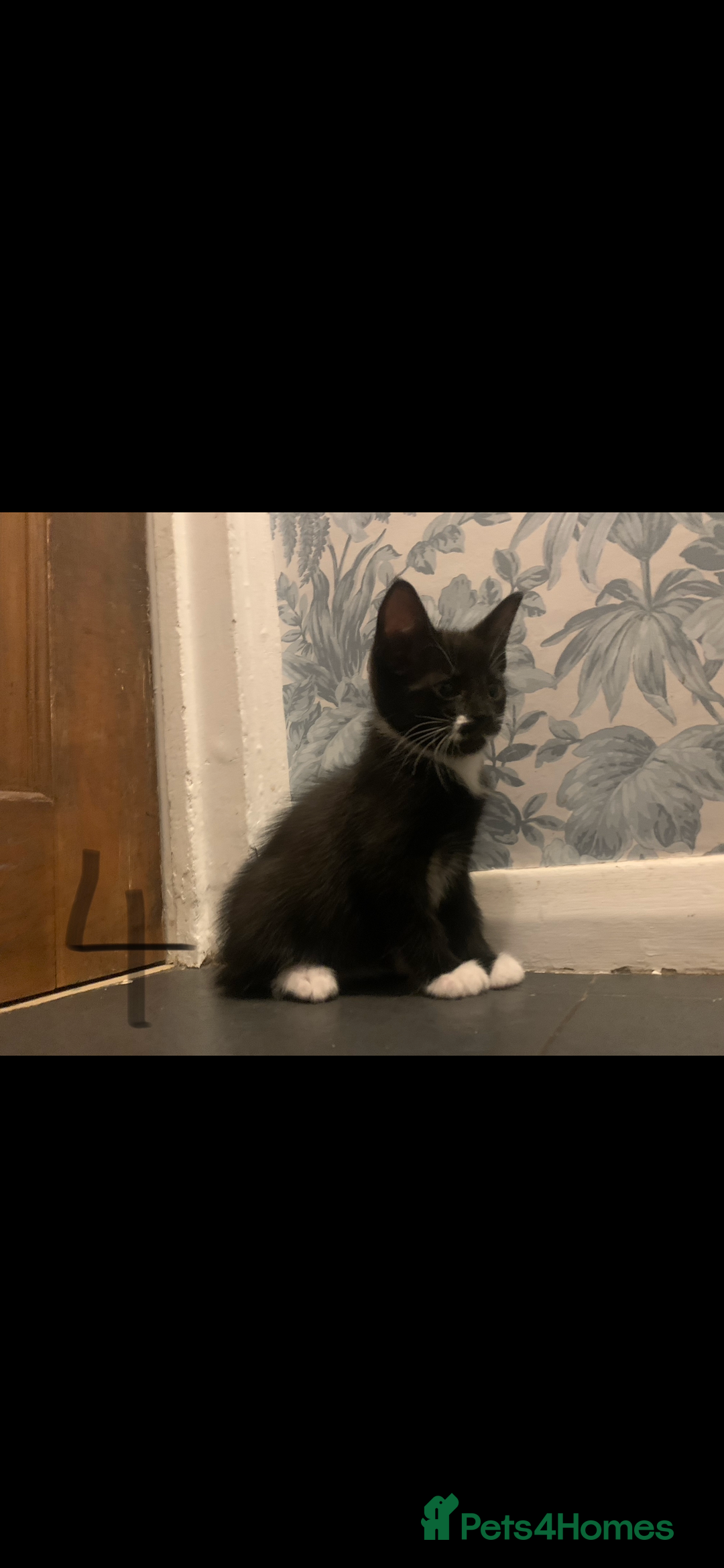 Mixed Breed cats for sale: 5 beautiful kittens ready for their forever home  - Image 9