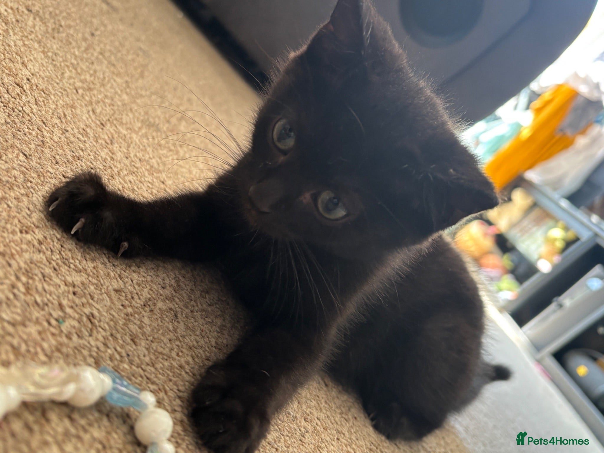 Mixed Breed cats 8weeks choc/black male kitten left  - Advert 2