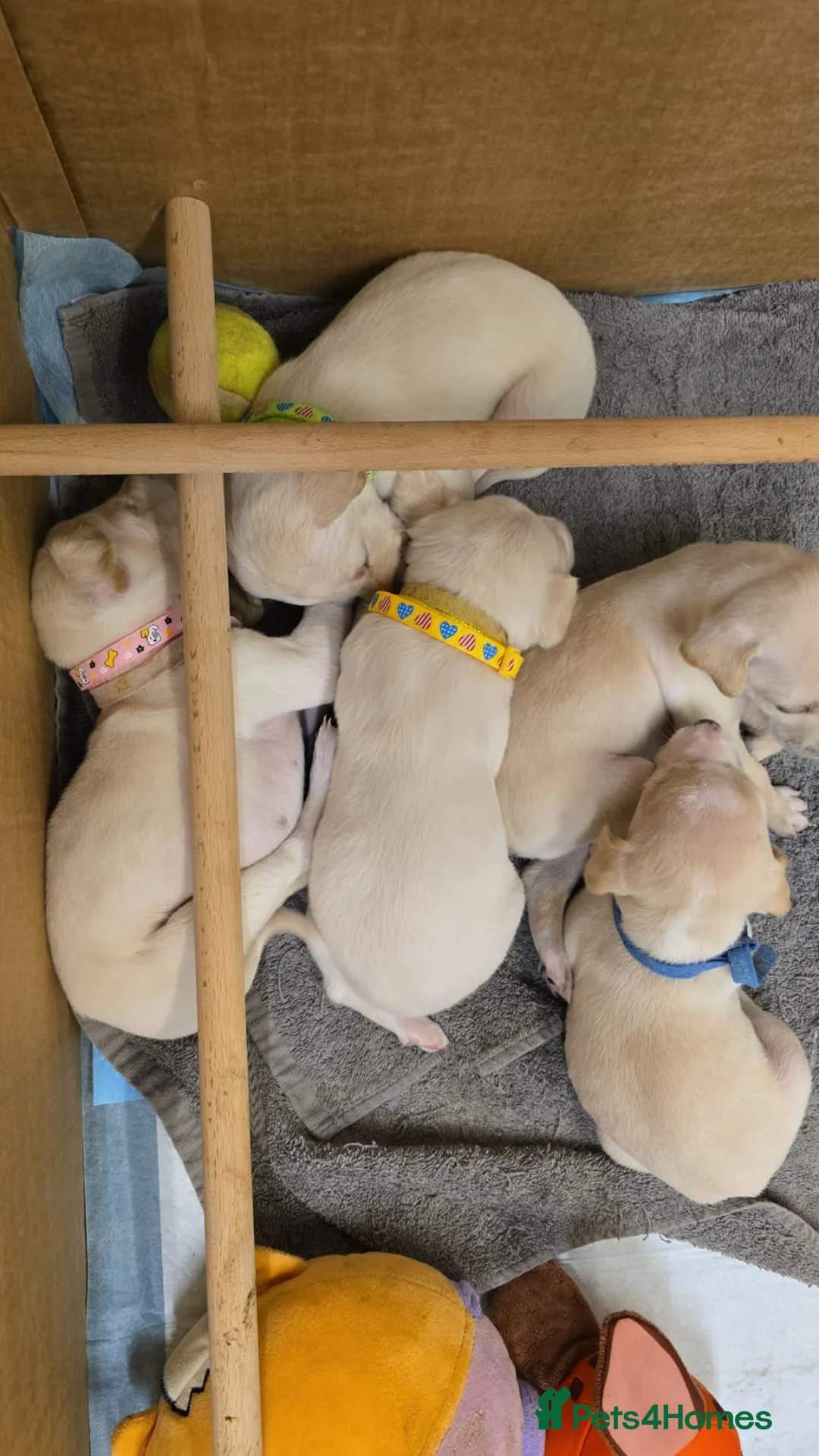 Mixed Breed dogs for sale: English pointer cross saluki/greyhound  - Advert 8