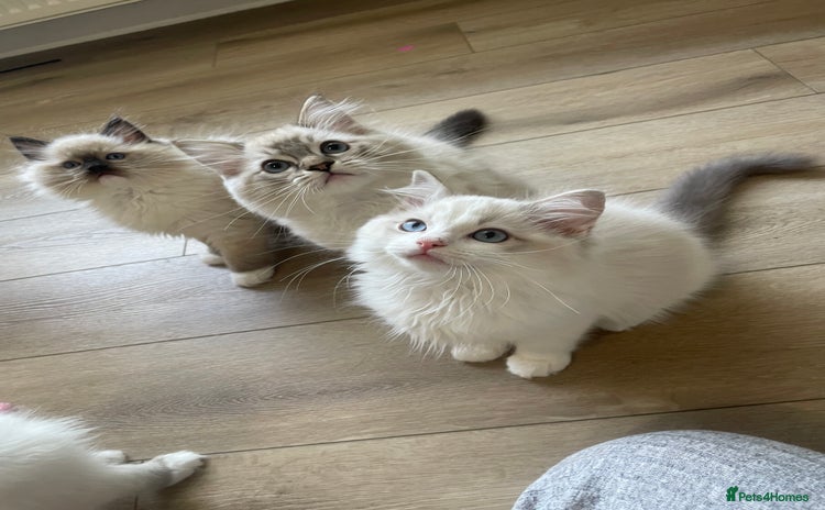 Ragdoll cats - Advert 2
