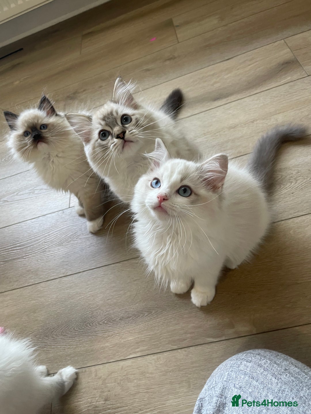Ragdoll cats for sale: 🌸Extensively health tested Tica Ragdoll kitten🌸 - Image 3