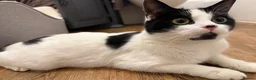 Mixed Breed cats for sale: FREE TO LOVING HOME STUNNING CAT - Advert 3