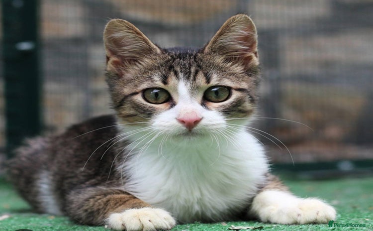 Mixed Breed cats - Advert 13
