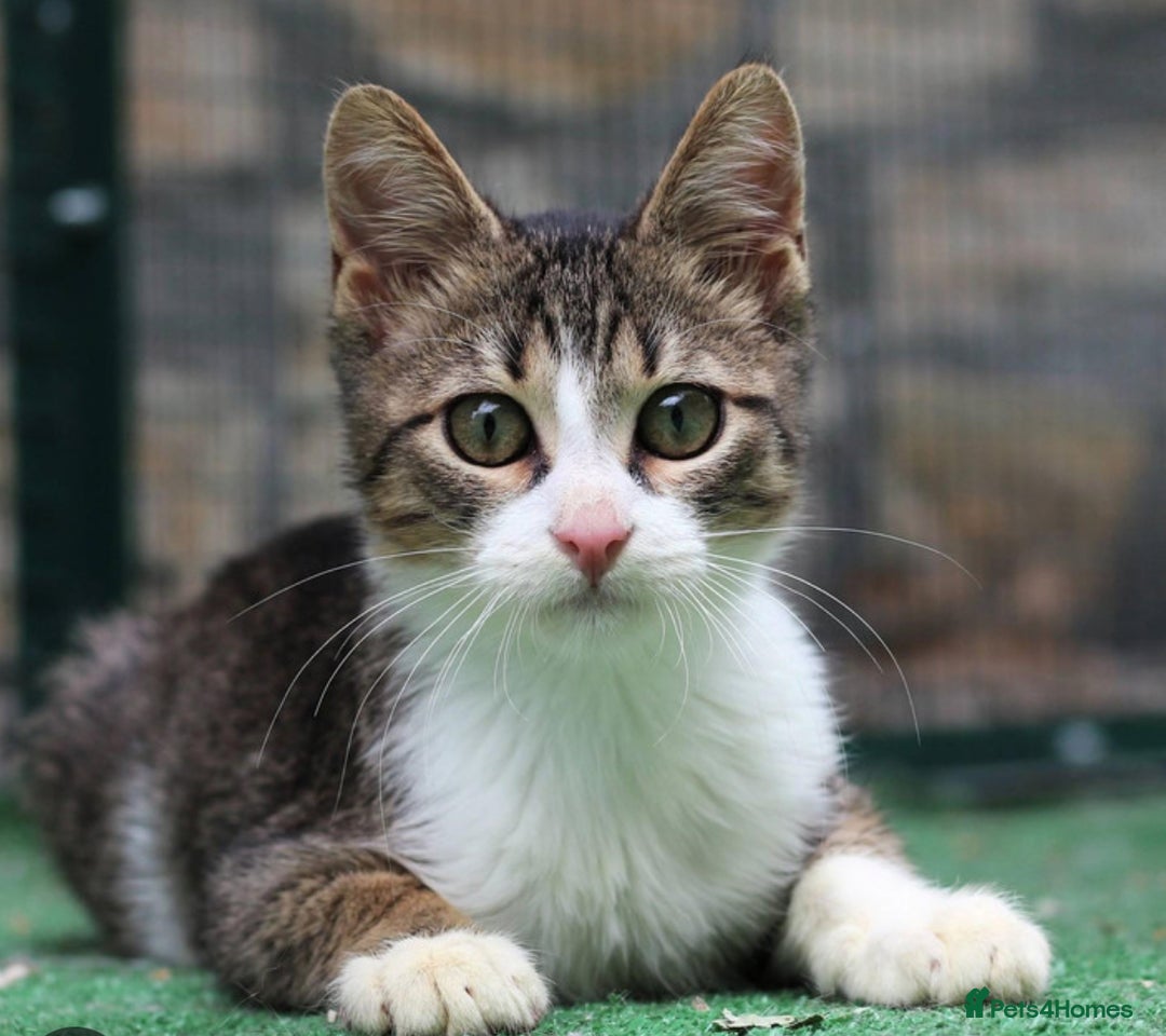 Mixed Breed cats for sale: Cat needs a good home  - Image 1