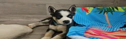 Huskita dogs for sale: Puppies for sale - Advert 23