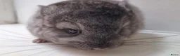 Chinchilla rodents for sale: Pedigree Male Ebony Chinchilla Kit - Advert 3