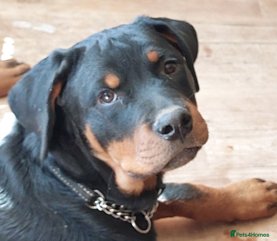 Rottweiler dogs IVOR KC REG ROTTWEILER PUP - Advert 6
