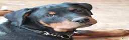 Rottweiler dogs for sale: IVOR KC REG ROTTWEILER PUP - Advert 3