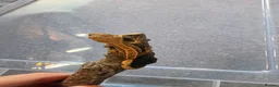 Gecko reptiles for sale: Baby crested geckos 🦎  - Advert 3