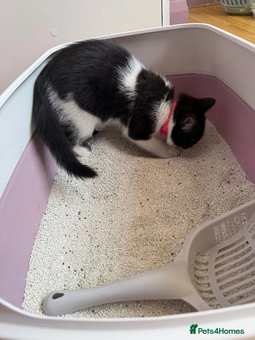 British Shorthair cats for sale: British short hair kitten  - Advert 1