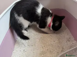 British Shorthair cats British short hair kitten - Advert 1