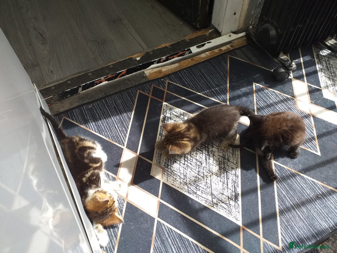 Mixed Breed cats for sale: Kittens  - Image 1