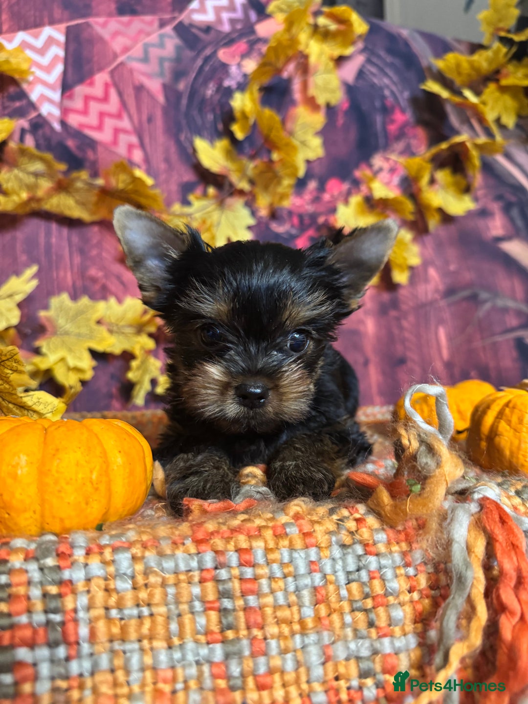 Yorkshire Terrier dogs for sale: ‼️READY🐾 KC Reg Pedigree Yorkshire Terrier Pups - Advert 2